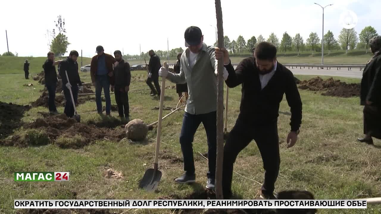 В Ингушетии высадят 12 тысяч деревьев белой акации