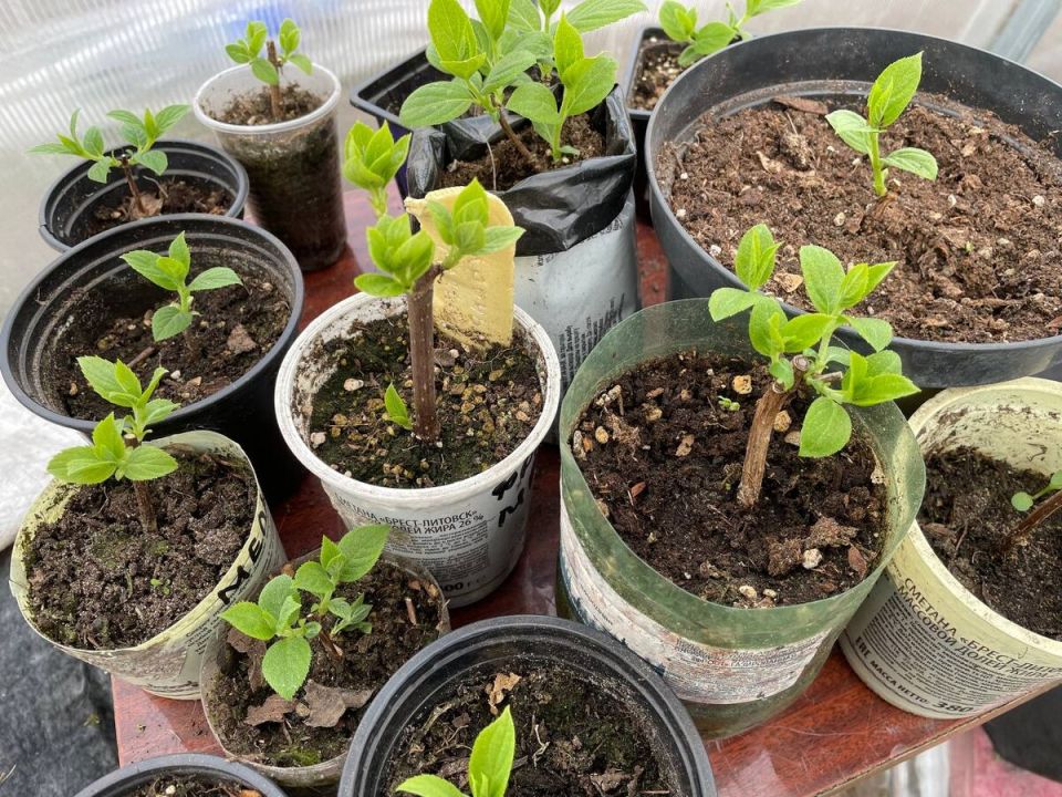 ������� ������� ����������� ���������: ����� ������ �������� ������