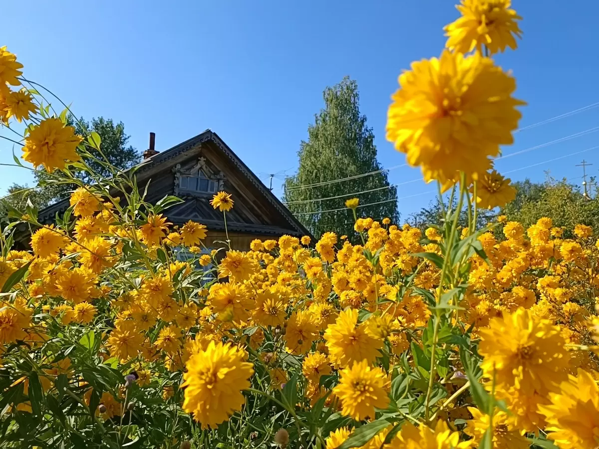 Забытая красота: как деревенские цветы возвращаются в моду