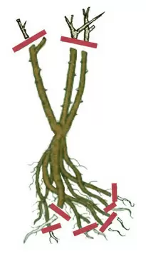 Заглянем в мир обрезки чайно-гибридных и ремонтантных роз