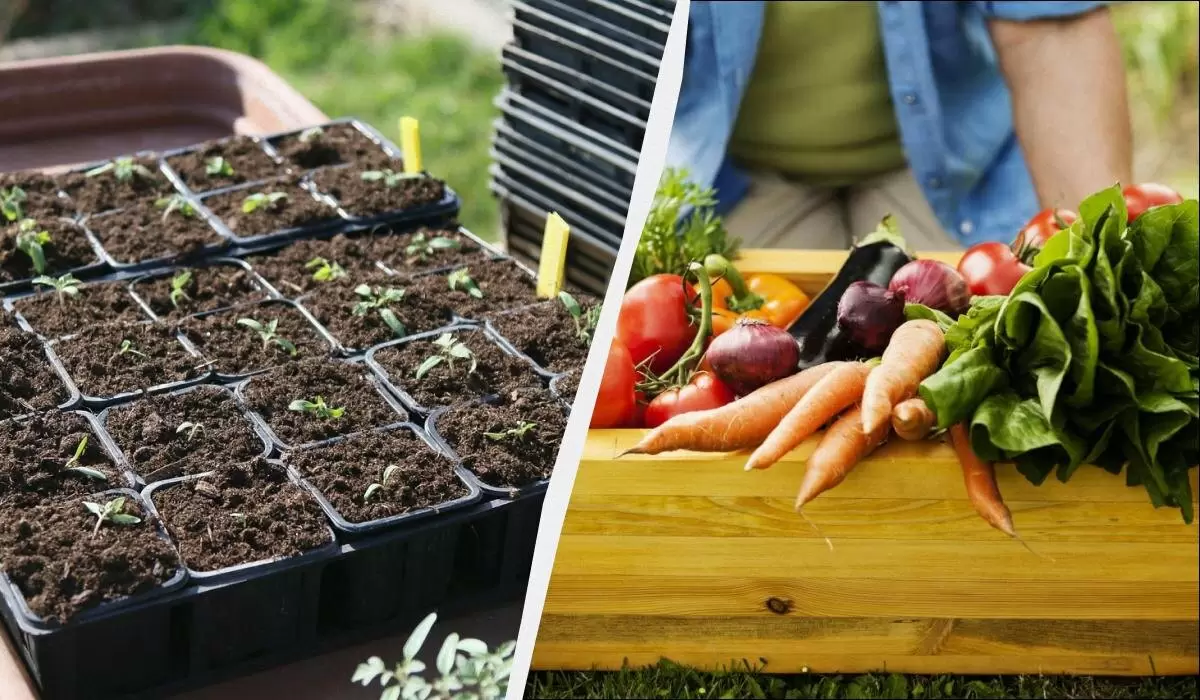 Советы по зимнему посеву: что стоит посадить в декабре