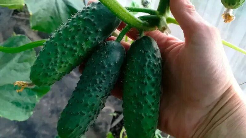 ������� �������� ������: ��������� ������� ������� �� 2025 ���