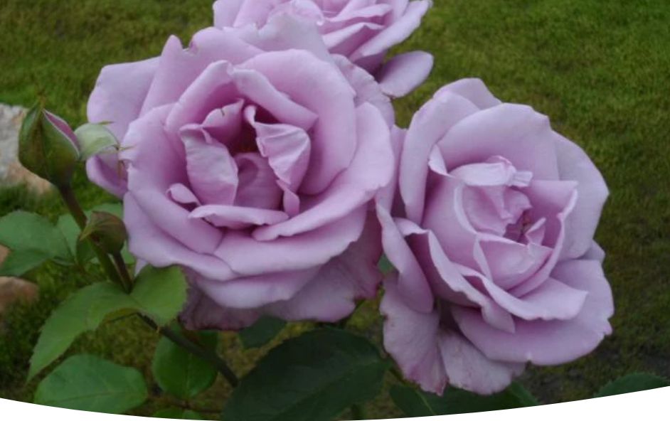 �����-��������� ����: ���������� ����� � ������� �� ��������� �����