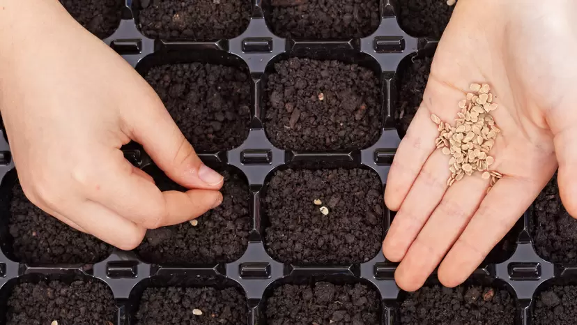 Выращивание рассады перца: секреты успешного старта за копейки