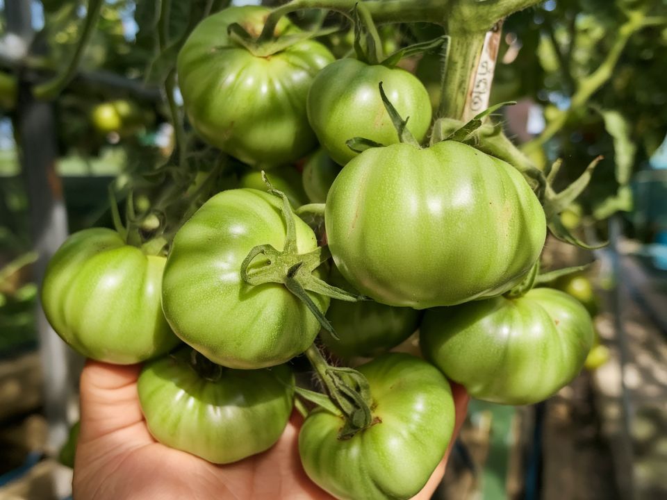 ��� ���� ����� ����� ����������� ��� ������: ������� ���������� �������