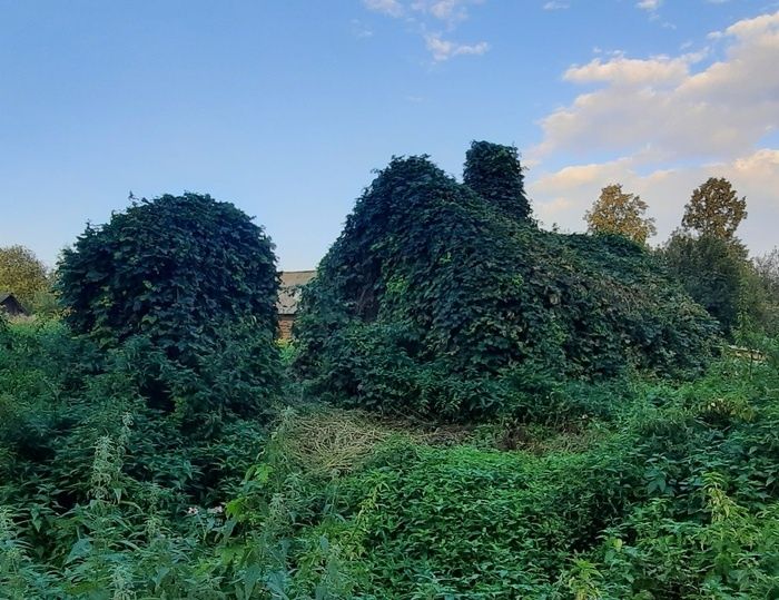 ��� ������� ���� � �������� ��������