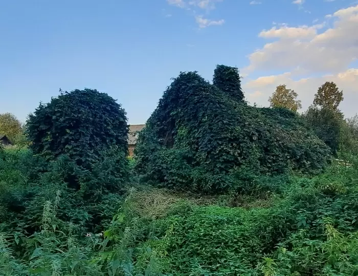 как сварить пиво в домашних условиях