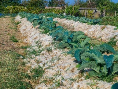 ������ ��� ����������� ���������: ������ ����� �����������?