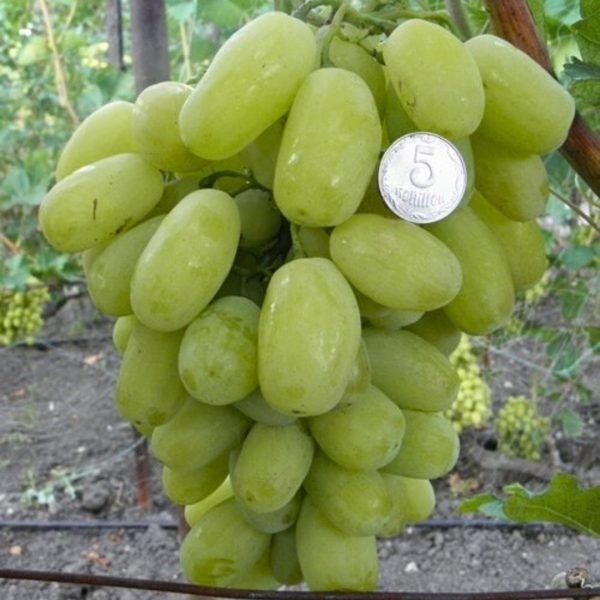 �������� �������: ������� ����� ����� � ���������� ��������� ���������