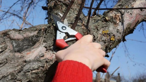 Как вернуть жизнь старой яблоне: секреты обрезки в феврале