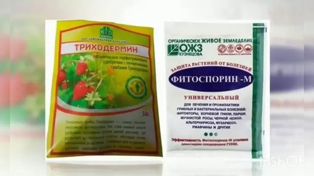 Какие биопрепараты выбрать: триходерма или фитоспорин?