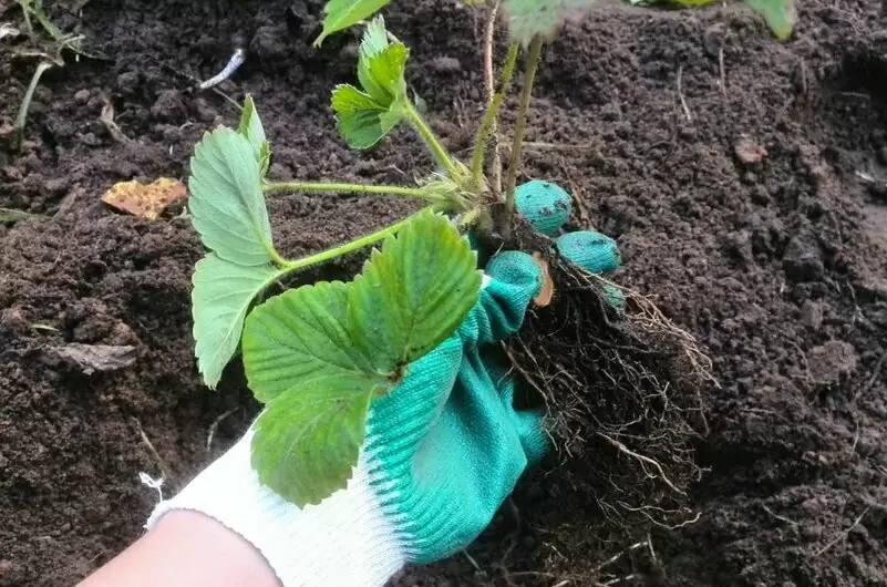 Тайны удачной посадки клубники: советы, которые вы не слышали