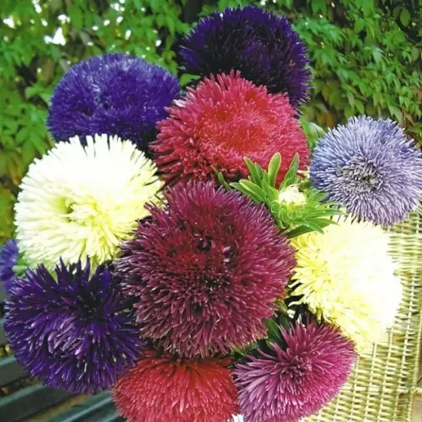 Игольчатая астра: неотъемлемая часть вашего сада с ярким цветением