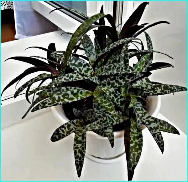 ���������: ������������ ���������� ��� ������ ����