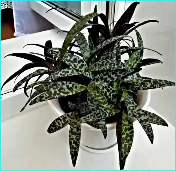 Ледебурия: экзотическое очарование для вашего дома