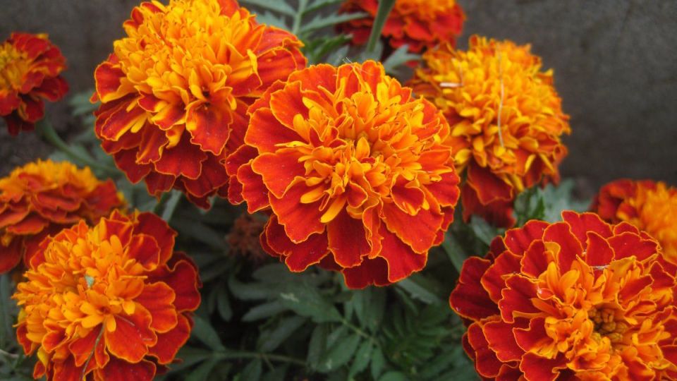 ��������: ����������� ������������ ��� ���� � ��������, � ������� ����� �����