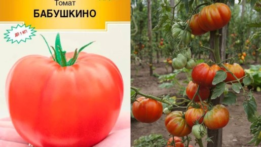 Высокорослые томаты в теплице: 8 лучших сортов для вашего огорода