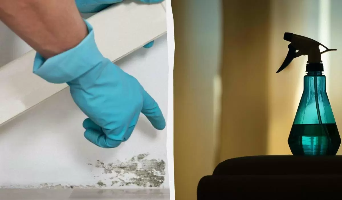 Плесень больше не вернется: простое средство и порядок действий для защиты стен
