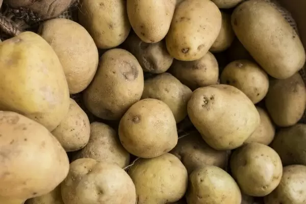 Почему новые сорта картофеля продолжают появляться на рынке?
