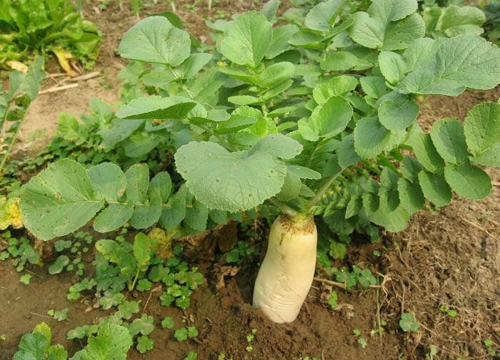 ������ ����� ������: ��� ��������� ��������� �������