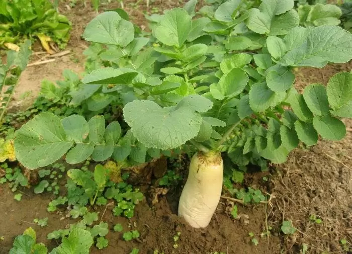 Летние сорта редьки: Ваш идеальный огородный союзник