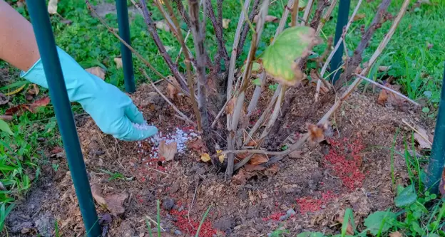 Секреты урожая смородины: как простые средства делают ягоды крупнее в два раза