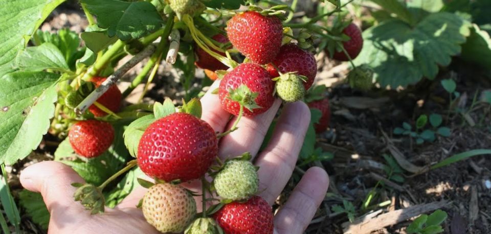 �������� ��� ������� �������: ��� ��������� ������ � �������� ��������� �����