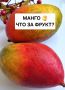 Манго: фрукт-солнце с древней историей и невероятными свойствами