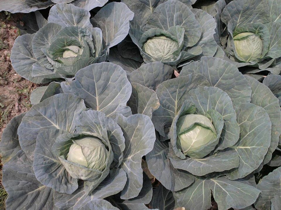 ��� ������ ������� �� �������: ����������� ������ � ������� �������