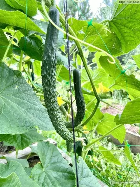 Китайский фермерский огурец: ваш идеальный помощник для теплиц и грядок