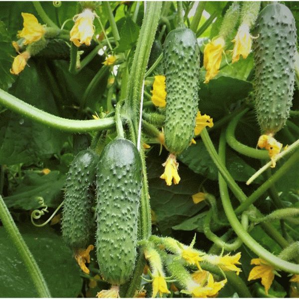 ������ ���������: ��������� ����� ��� ���� � ������ ���������