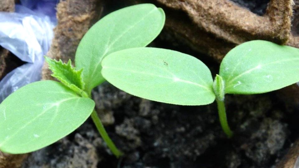 ���� ������� �� �������� ����������: ��� ��������� ��������� ������