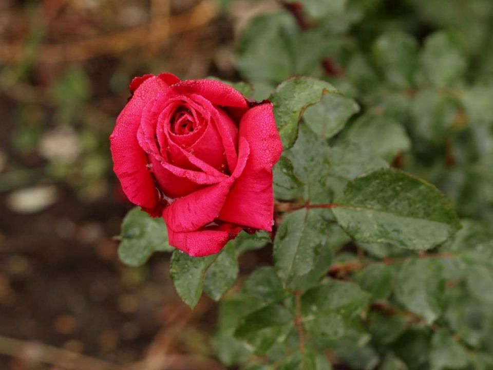 ��� ��������� �������� ���� ������: ������� ��������� ��������