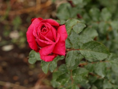 ��� ��������� �������� ���� ������: ������� ��������� ��������