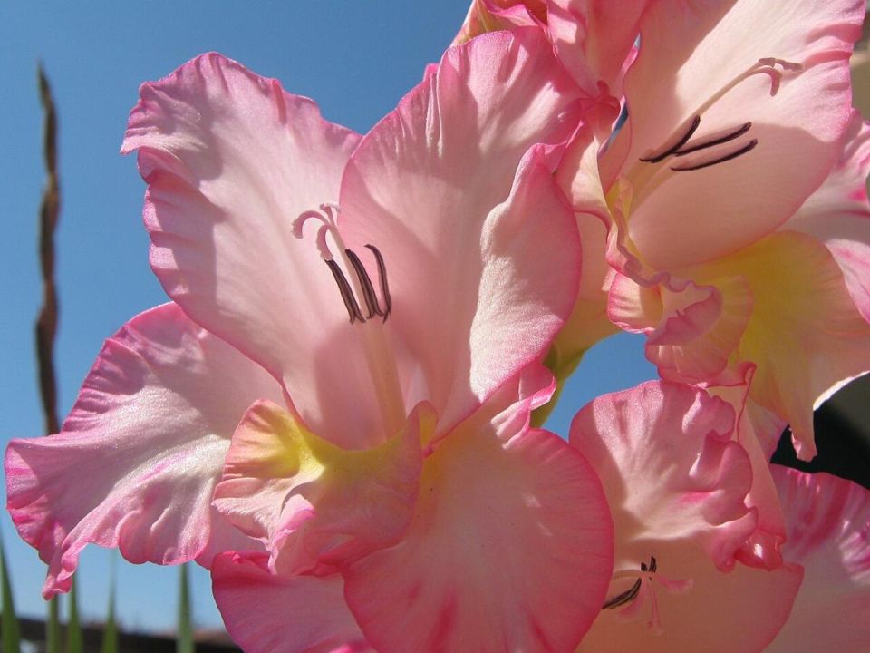 ��� ������������� ������� ������� �����������: ������ �� �����