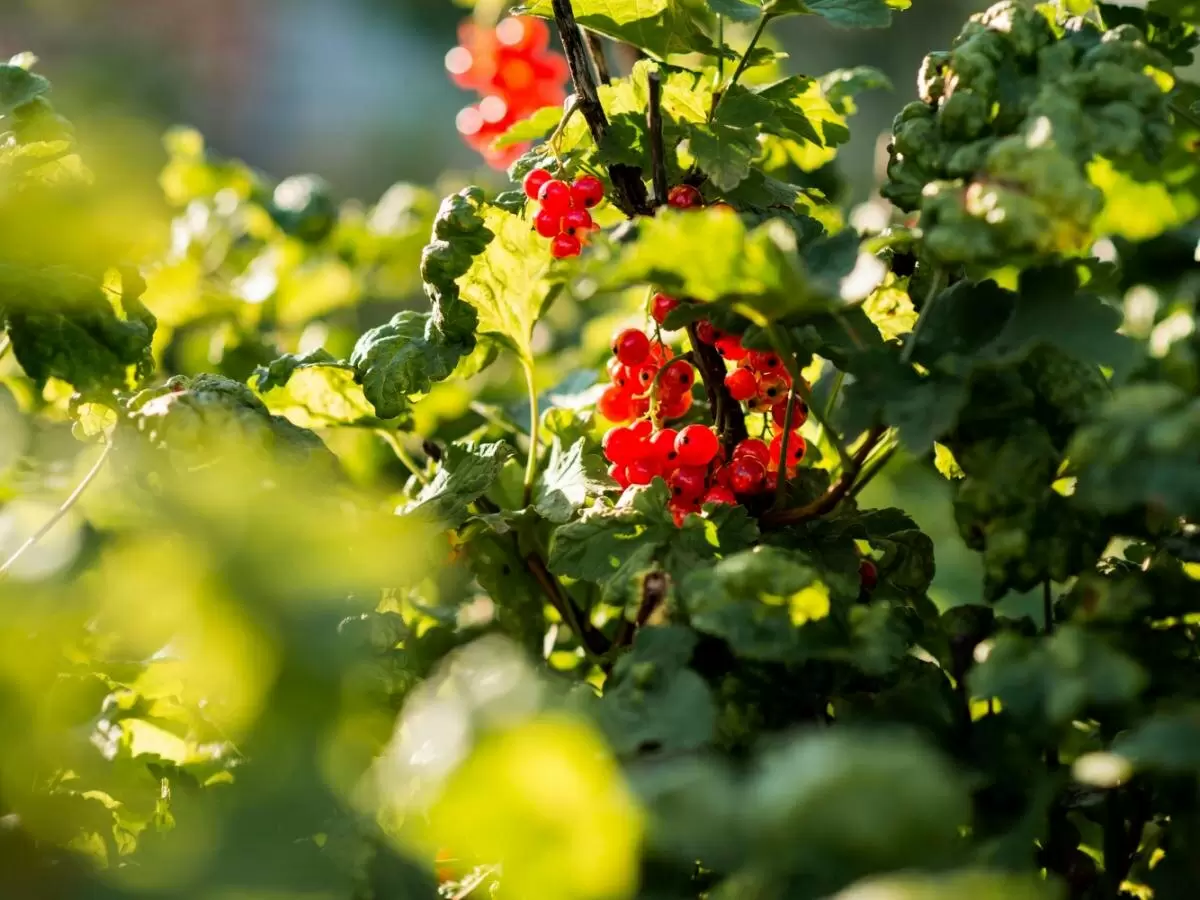 Опасные вредители смородины: как защитить урожай весной