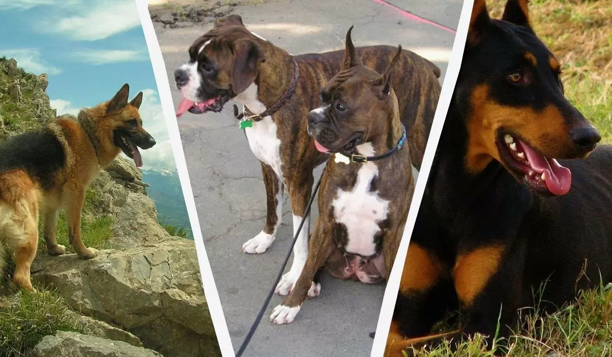 Самые крупные породы собак: топ-15 животных, которые станут верными друзьями