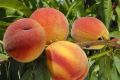 Персик Ореховый: сладкое наслаждение в вашем саду