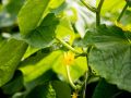 Как янтарная кислота помогает продлить урожай огурцов до сентября