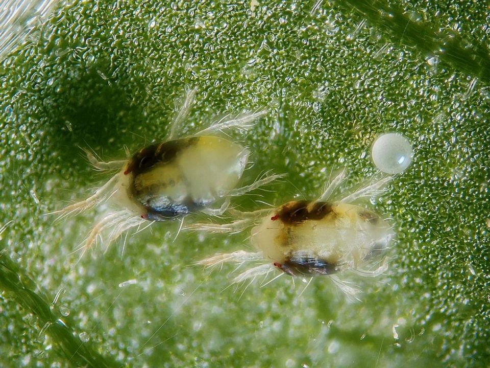 ��� �������� ���������� �����: ������� � ���������� ������