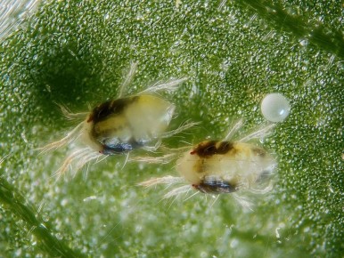 ��� �������� ���������� �����: ������� � ���������� ������