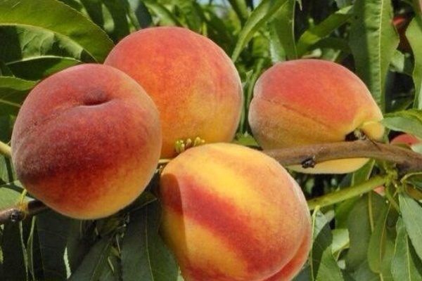 ������ ��������: ������� ����������� � ����� ����