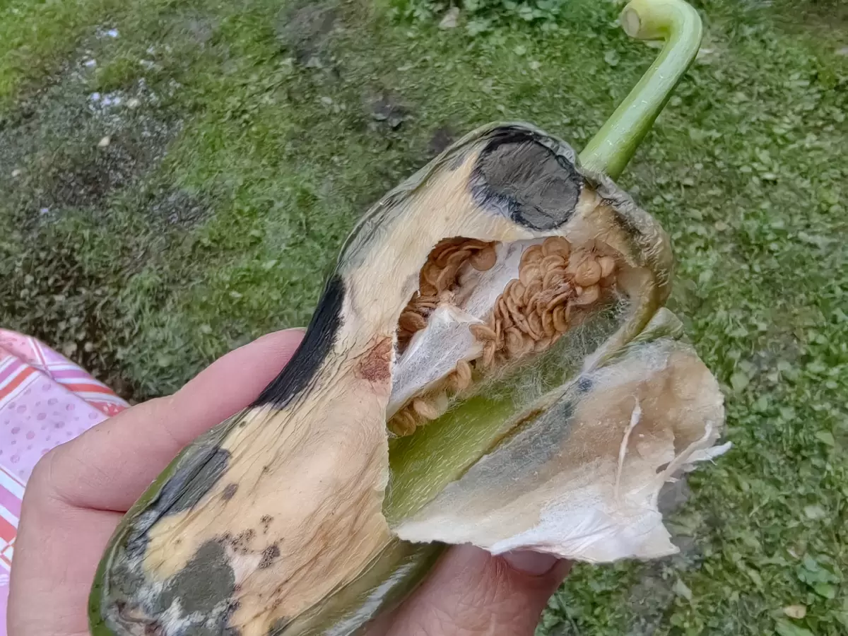 Тайны пятен на листьях перца: что следует знать дачникам