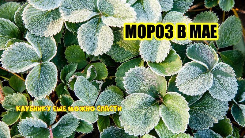 ������ ������ �������� �������: ��� ������� ������� � ��� � ���� ����������