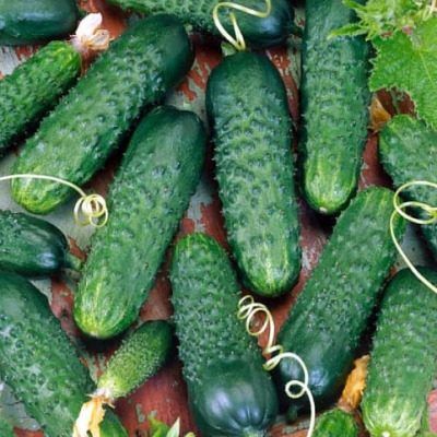 ������ �������: ��������� ������ ���� ��� �����������