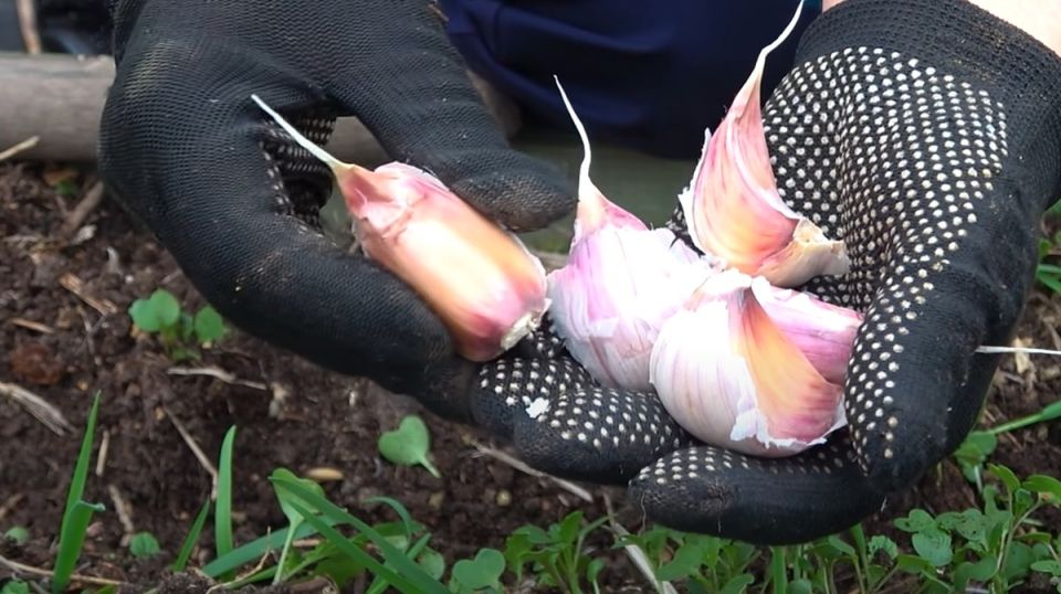 ��� ��������� �������� ������ ������: ������� �������� ������