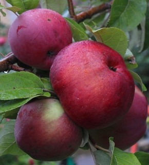 ��� ��������� ������ ������ ������: ������� ��������� �����