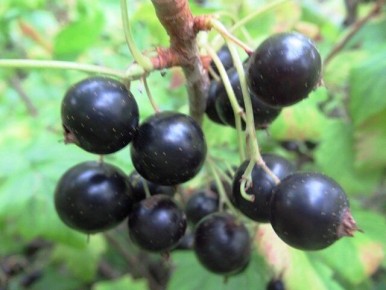 �������� ���� �� ������ ����������: ������� �������� ������ ����