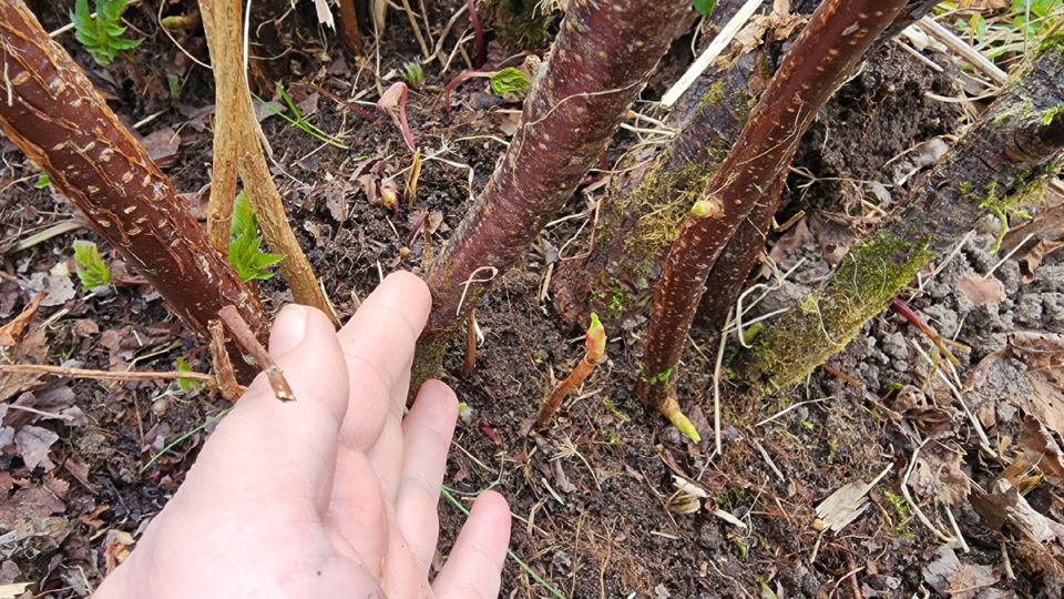 ������� ������ ��������� ������: ������� ��������� �����