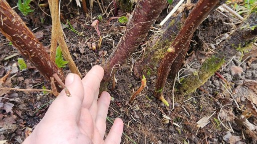 ������� ������ ��������� ������: ������� ��������� �����